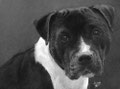 Portrait d'une femelle Amstaff