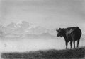 Vu de la Suisse, c'est vrai que le Mont Blanc est...vachement beau !