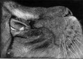 Tout là-haut, là-haut... Oeil de chat, pupille mystérieuse...tous les sens en éveil, l'oiseau ainsi fixé n'a pas intérêt à redescendre tout de suite...