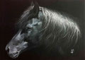 Crinière au vent  Crayon blanc (pastel sec) sur papier noir Format 42 x 30 cm