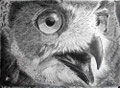 Hibou Grand'duc