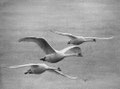 Escadrille Cygnes