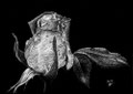 L'important...c'est la rose...