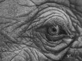 Trompe l'oeil