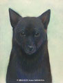 「甲斐犬」2015