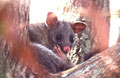 Common brushtail Possum
