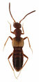 Myrmecocephalus sapidus キバネセミゾハネカクシ