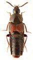 Aleochara (Aleochara) curtula　ナカアカヒゲブトハネカクシ