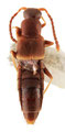 Tachyusina gen. et sp.　（台湾）