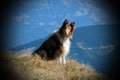 Auch Lassie war an diesem Tag unterwegs ggg.