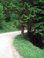 Noch einmal ein kurzes Stück die Forststraße entlang, in der Kurve rechts dem Pfeil folgend in den Wald abgebogen ....