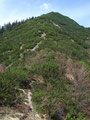 … den steilen von Latschen gesäumten „Gartenzinken-Abstiegsweg“ werfen.