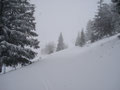 Nach geraumer Zeit hatten wir auch diesen bewältigt, und da wo im Sommer eine Forststraße bis zur Gradn Alm führt, war zu dieser Jahreszeit alles schneebedeckt.