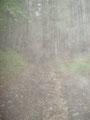 Es regnete sich richtig ein und durch die Wärme dunstete es im Wald extrem.