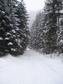 Der einsetzende Schneefall wurde nun auch dichter und ich watschelte die Forststraße weiter talwärts.