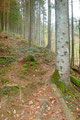 Einem zum Teil steilen und mit vielen Wurzeln übersäten Waldsteig ging es den Waldrücken immer höher.