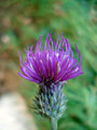 … auch die Blumenpracht entlang des Weges den mühevollen Anstieg.