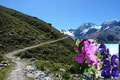 Die Blütenpracht der lokalen Alpenflora säumte den Wegesrand und verlieh den Weideflächen einen bunten Touch.