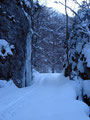 Ich schritt die leicht ansteigende, schneebedeckte Forststraße entlang.
