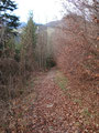 Weiter sprintete ich den Hohlweg durch den Wald talwärts Richtung meines Ausgangspunktes.