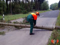 Der Baum wird zerkleinert