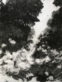 E.D.E.N , 2021 , charcoal on paper , 350 x 263 cm