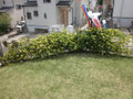庭のモッコウバラが満開です