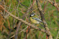 Mésange Charbonnière