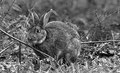 Lapin de Garenne