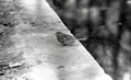 Moineau Domestique / Femelle