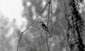 Pipit des Arbres