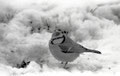 Mésange Bleue