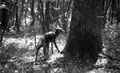 Cerf Elaphe et suivant