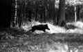 Sanglier