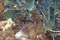 Rongeur / Souris Grise
