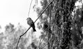 Pipit des Arbres
