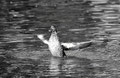 Canard Col Vert / et suivant