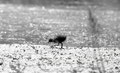 Poule d'Eau / Jeune