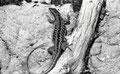 Lézard vert