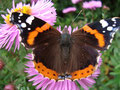 behaarter Schmetterling