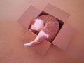 (D) Katzenkenner wissen, sie quetschen sich in den kleinsten Karton
