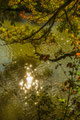 Sterne im Wasser