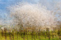 Weinfrühling