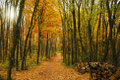 Waldweg am Bisamberg