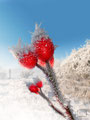 Wintertime