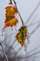 Frozen Blades