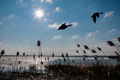 Wintertag am Steppensee