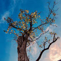 Der einsame Baum