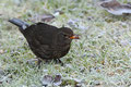 L4 - Amsel - 20 Punkte