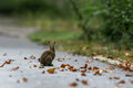 Wildkaninchen - 18 Punkte